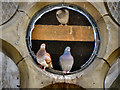 Pigeons Nesting at Astley Bridge Cemetery Chapel.