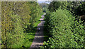 Spring on the Comber Greenway, Belfast  2011 (2)