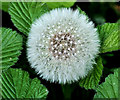 Dandelions, Belfast (2)