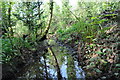 Moseley Bog Nature Reserve