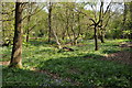 Moseley Bog Nature Reserve