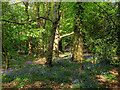 Bluebells, Hollow Shaw