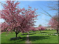 Blossom Trees on Church Field