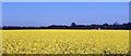 Rape Seed Field