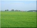 SE6951 : Farmland near Kexby by JThomas