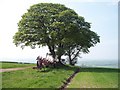 A Plough under a pair of trees