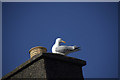 Herring Gull (Larus argentatus)