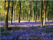 SU2567 : Beech trees and bluebells in Cobham Frith by Brian Robert Marshall