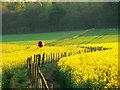 Oilseed and a better view of a bird-scarer, near Timbridge Farm, Wiltshire