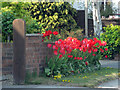 Floral display on Carr Lane