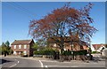 Copper beech and houses, Cannington