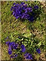 Flowers, Cannington