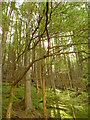 SH8314 : Peaceful forest by liz dawson