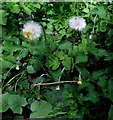 Coltsfoot seed-heads