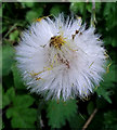 Coltsfoot seed-head close-up