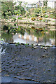 A dry patch on the Bubnell weir