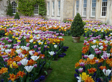 ST7475 : Dyrham House. New West Front Garden in tulip season by Rick Crowley