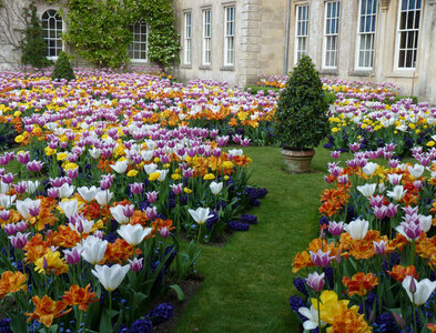 ST7475 : Dyrham House. New West Front Garden in tulip season by Rick Crowley