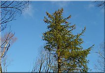 NH4857 : Spruce and Blue Sky by John MacKenzie