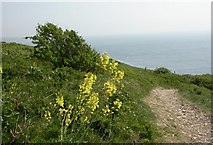 SY9675 : St. Aldhelm's Head, wild cabbage by Mike Faherty