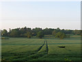 Barn Meadow