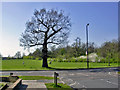 Late in the day on Cannon Hill Common