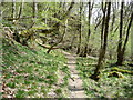 Woodland trail towards the Henrhyd Falls