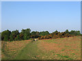 Pound Common