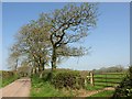 Trees by Downhayne Hill