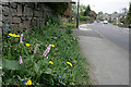 Bistort and dandelions beside the A623