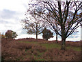 Trees on Woolbeding Common