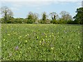 Early Purple Orchids and Cowslips at Eades Meadow