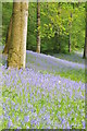 Bluebells on Yatton Wood