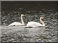 NH2738 : Mute Swan/Whooper Swan pair by sylvia duckworth