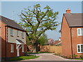 SO8855 : Ancient oak in new housing estate by Andrew Darge
