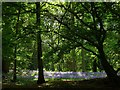 Bluebells, Roseland Wood