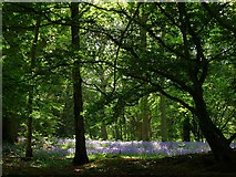 TQ3620 : Bluebells, Roseland Wood by Simon Carey