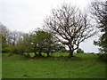 Small trees near Graig Farm