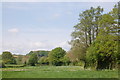 Meadow near Aston Ingham in late April