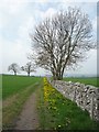 Dandelions along the wall