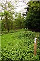 Bridleway through the nettles to Oxford Road