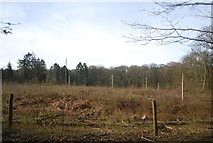 TQ0134 : Clear felled area, Sidney Wood by N Chadwick