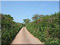 Road to Upton Hellions near Barton Cross