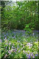 Bluebells in Wivenhoe Wood