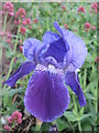 Close up of Bearded Iris Flower