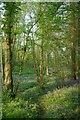 Welsh Wood Path