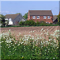 Potato Field on the Edge of Town