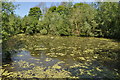 Pond near Chappel