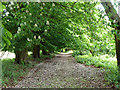 Disused drive, Burrswood Estate