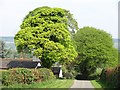 Minor road near Bicton